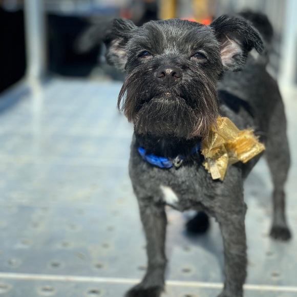 Meet your Posher, Terri - Picture 5 of 11